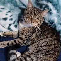 Thumbnail photo of Angel #3