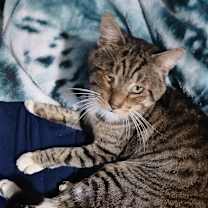 Thumbnail photo of Angel #4