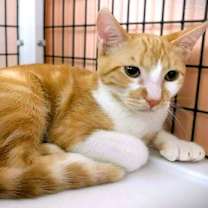 Thumbnail photo of Frick #2