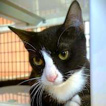 Thumbnail photo of Fonzie #2