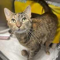 adopt-pet