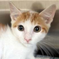 adopt-pet