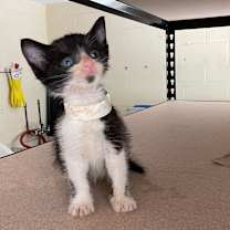 adopt-pet