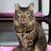 Thumbnail photo of Tulip #1