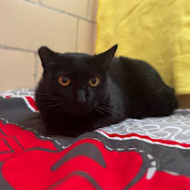 Thumbnail photo of Eclipse #3