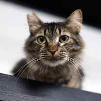 Thumbnail photo of Tulip #4