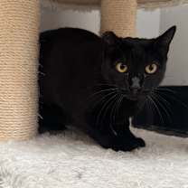 Thumbnail photo of Eclipse #4