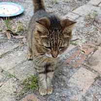 Thumbnail photo of Sunshine #3