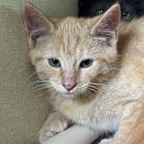 Thumbnail photo of Orange #4