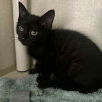 Thumbnail photo of Mahito #4