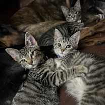 Thumbnail photo of Nicholas #2