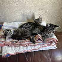 Thumbnail photo of Nicholas #3