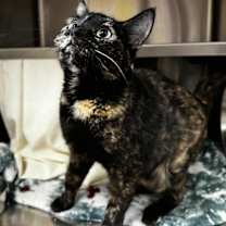 Thumbnail photo of Della-In Foster #3