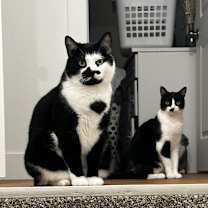 Thumbnail photo of Rhoadie #3