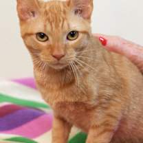 Thumbnail photo of Pumpkin #2