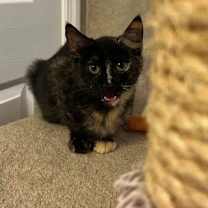 Thumbnail photo of Snickers #3