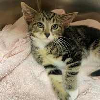 Thumbnail photo of Lynx #3