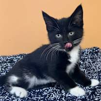 Thumbnail photo of Leona #4