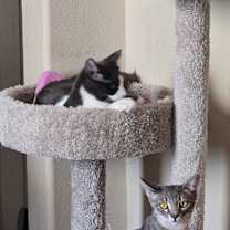 Thumbnail photo of Neon #3