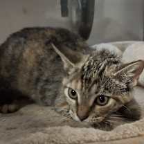 Thumbnail photo of Wren #1