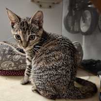 Thumbnail photo of Wren #2