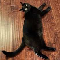 Thumbnail photo of Pumpkin #4