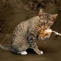 Thumbnail photo of Taz #1