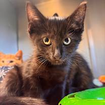 adopt-pet
