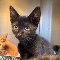 adopt-pet