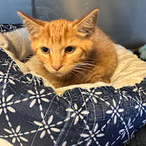 adopt-pet