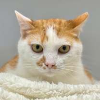 Thumbnail photo of Mango #1