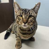 adopt-pet