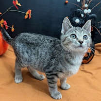 Thumbnail photo of Dale #4