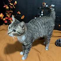 Thumbnail photo of Paisley #1