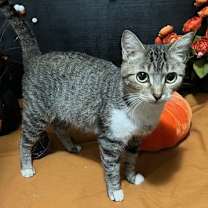 Thumbnail photo of Paisley #2