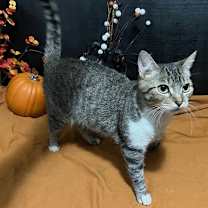 Thumbnail photo of Paisley #3