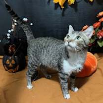 Thumbnail photo of Paisley #4