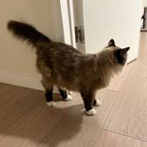 Thumbnail photo of Nami #4