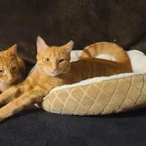 Thumbnail photo of Perry #2