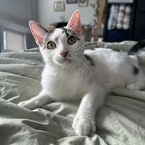 Thumbnail photo of Ba Irving #1