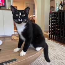 Thumbnail photo of Riven #1