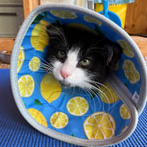 Thumbnail photo of Pooka #4