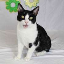 Thumbnail photo of Kiwi #3