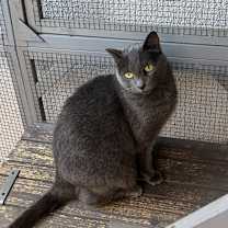 Thumbnail photo of Ipo, Gigi, Sam and Lolo #2