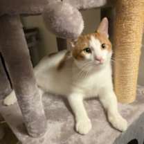 Thumbnail photo of Nigel #4