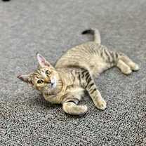 Thumbnail photo of Howie #1