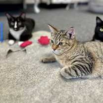 Thumbnail photo of Howie #3