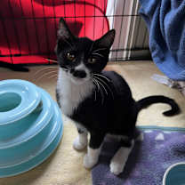 adopt-pet