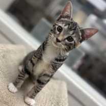 Thumbnail photo of Poppy #1