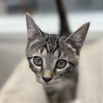 Thumbnail photo of Poppy #2